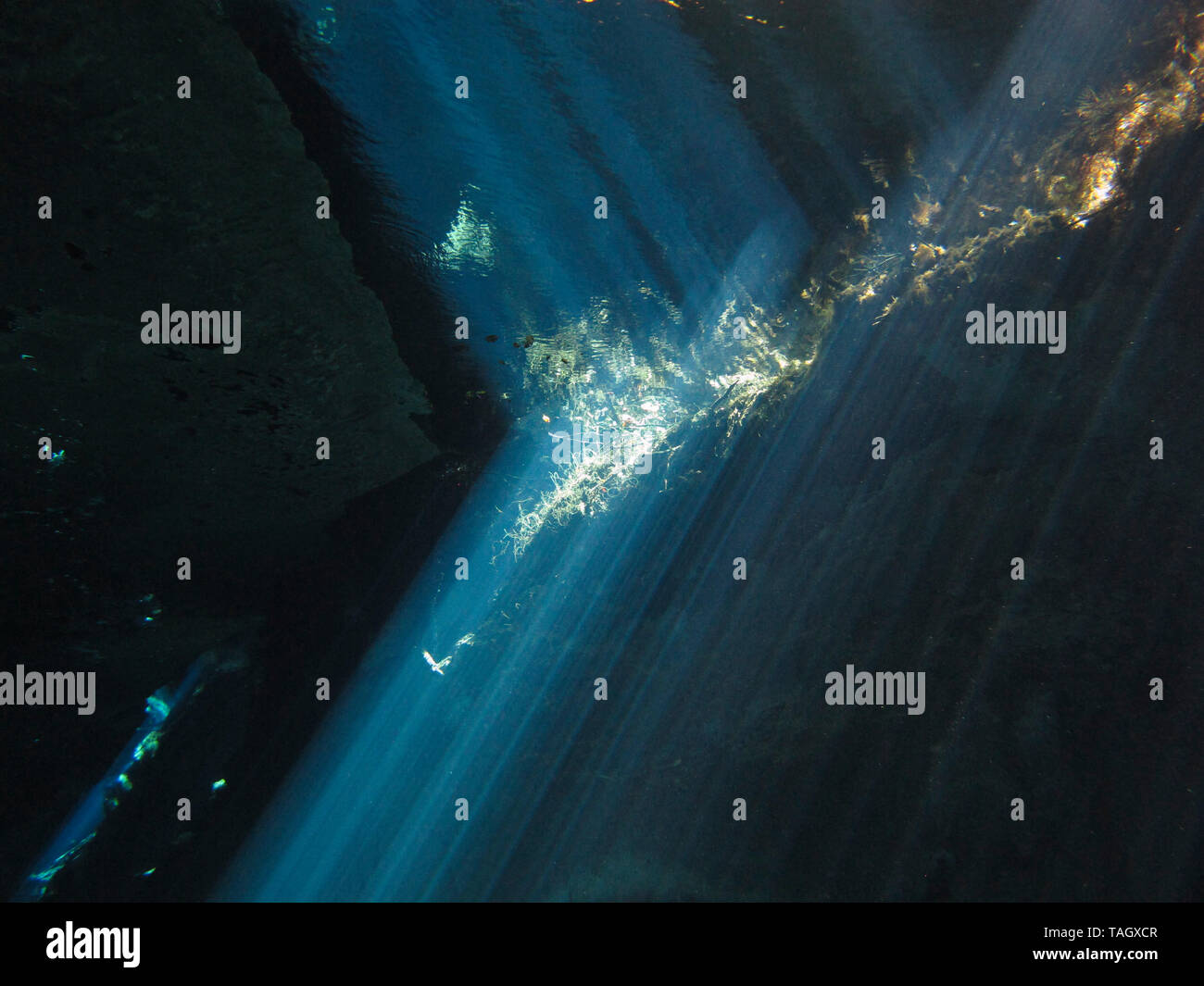 Underwater Light Ao3 Maya at Rita Poulin blog