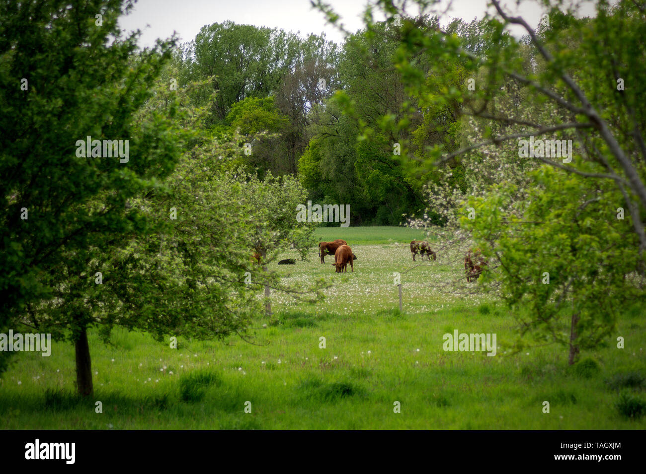 Cows on the pasture Stock Photo