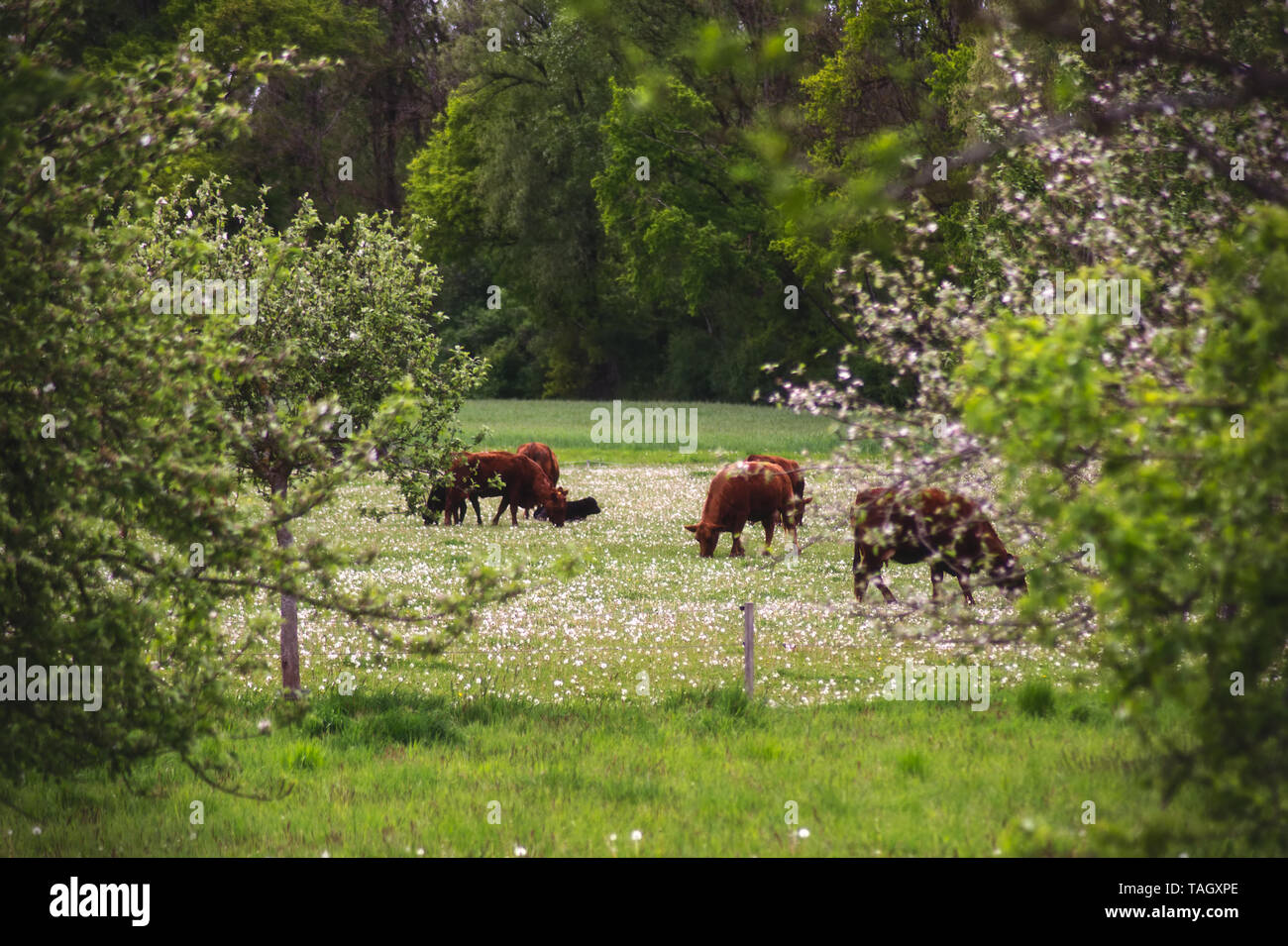 Cows on the pasture Stock Photo