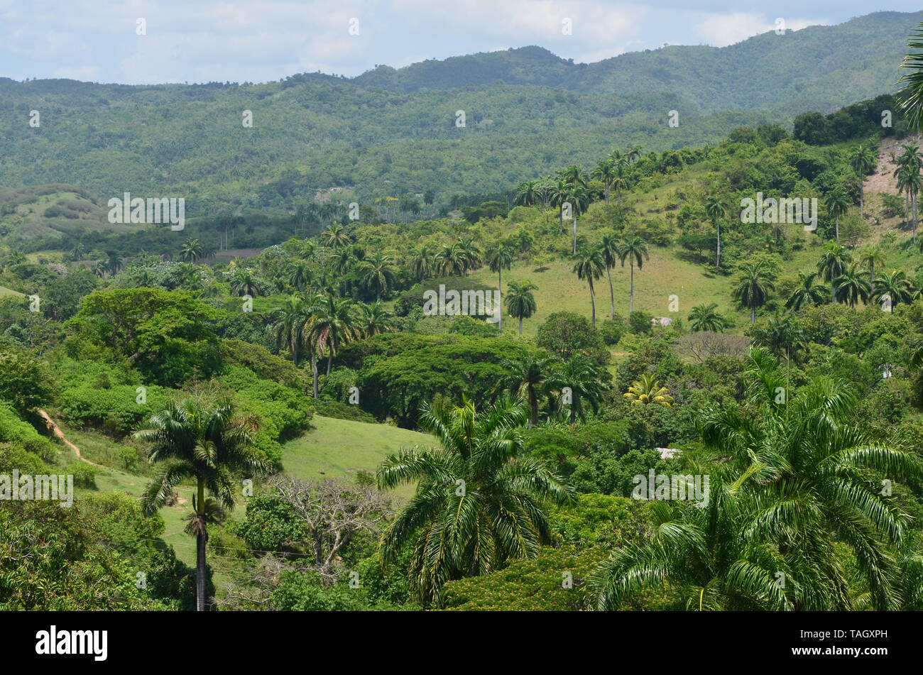 Fields and forested slopes in Guisa municipality (Granma province, Cuba), in the vicinity of Pico de la Bayamesa national park, southern Cuba Stock Photo