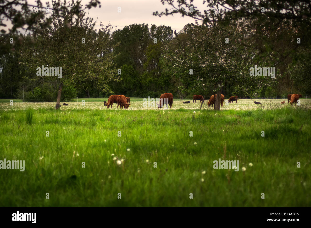 Cows on the pasture Stock Photo