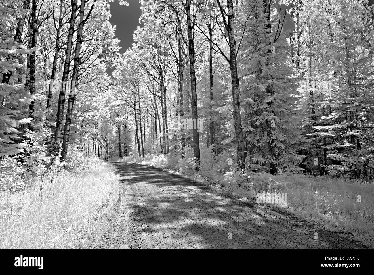 Road in forest  Nestor Falls Ontario Canada Stock Photo