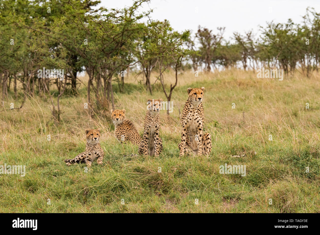 Cheetah mother and cubs sitting up looking for prey Stock Photo