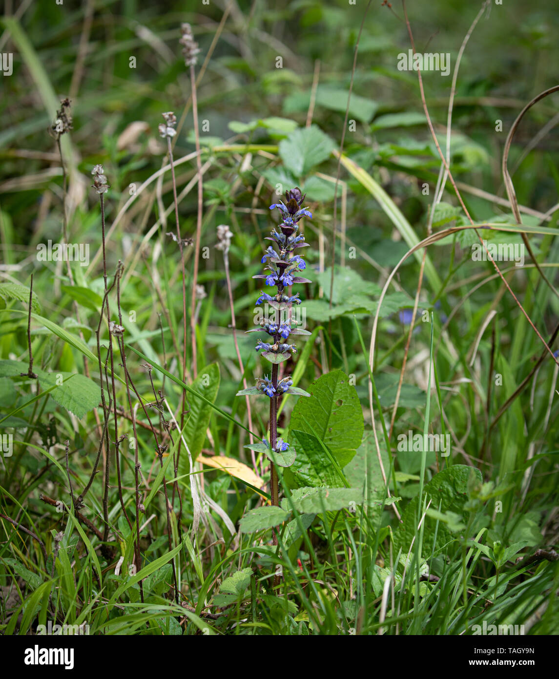 Bugle flower hires stock photography and images Alamy