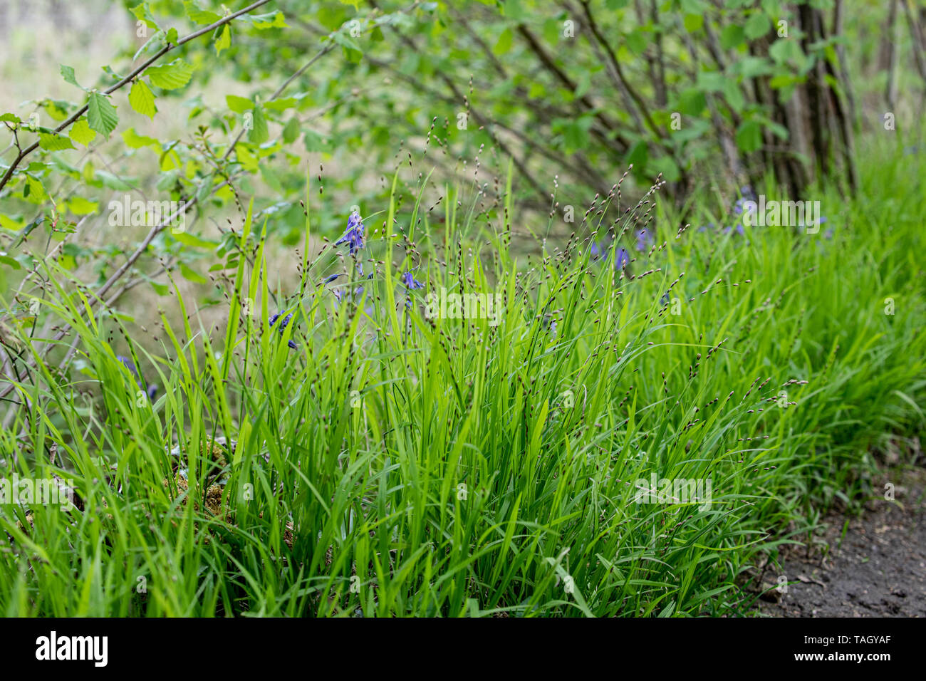 Grass Wood Millet - Milium effusum Tiddesley Wood Open Day Pershore Worcestershire Stock Photo