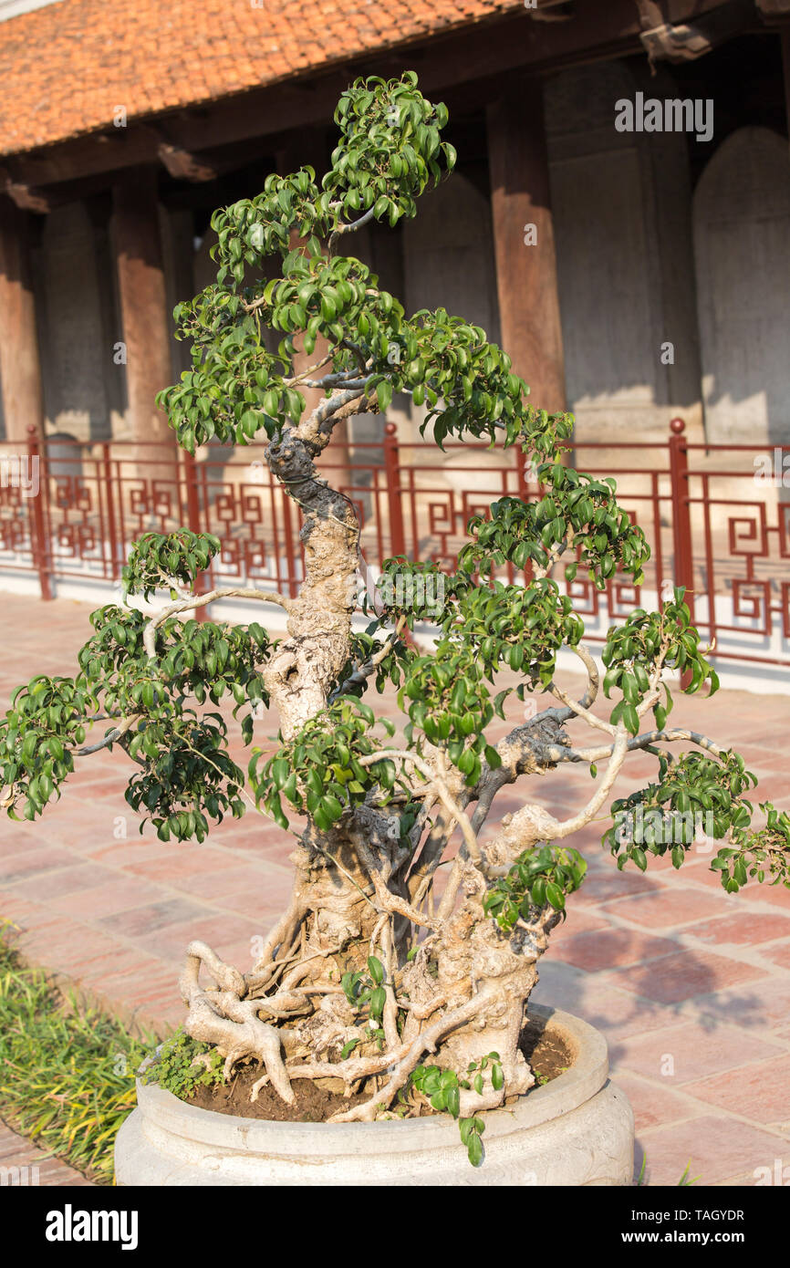 Hanoi, Vientam - January 06, 2017: beautiful bonsai in front of a palace Stock Photo
