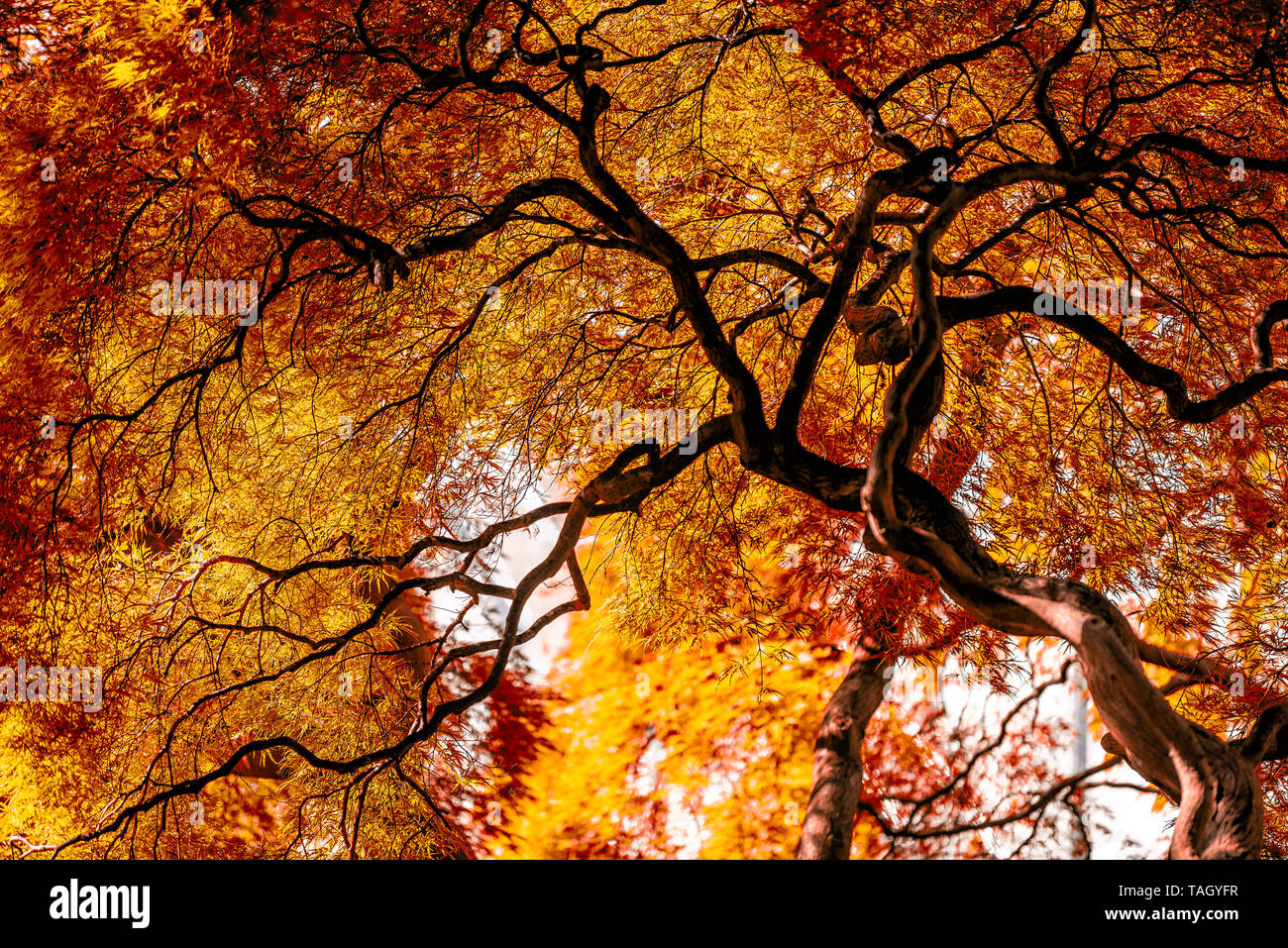Under large Weeping Viridis Laceleaf Japanese Maple Tree with red