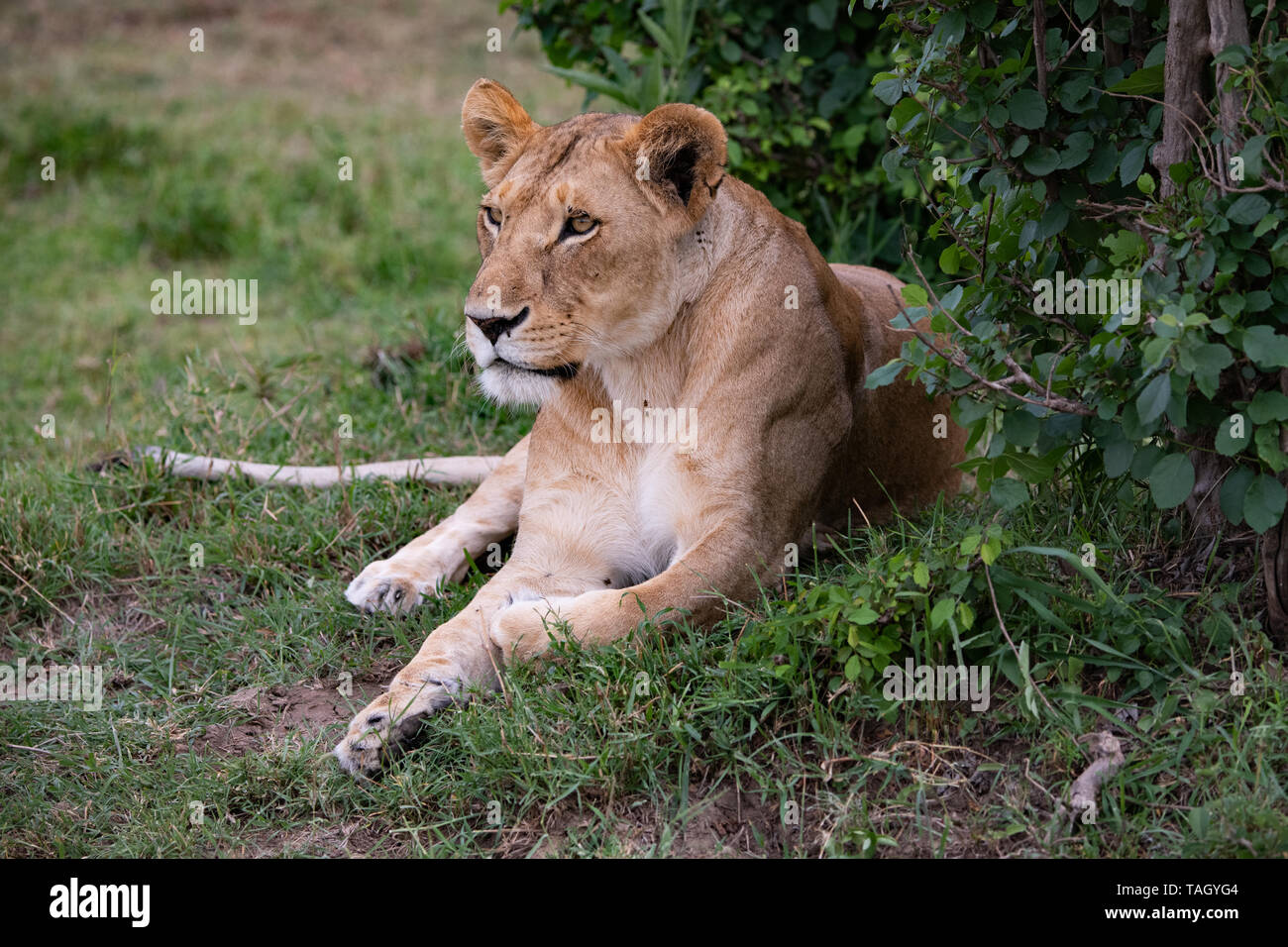 female lion alert but lying down Stock Photo