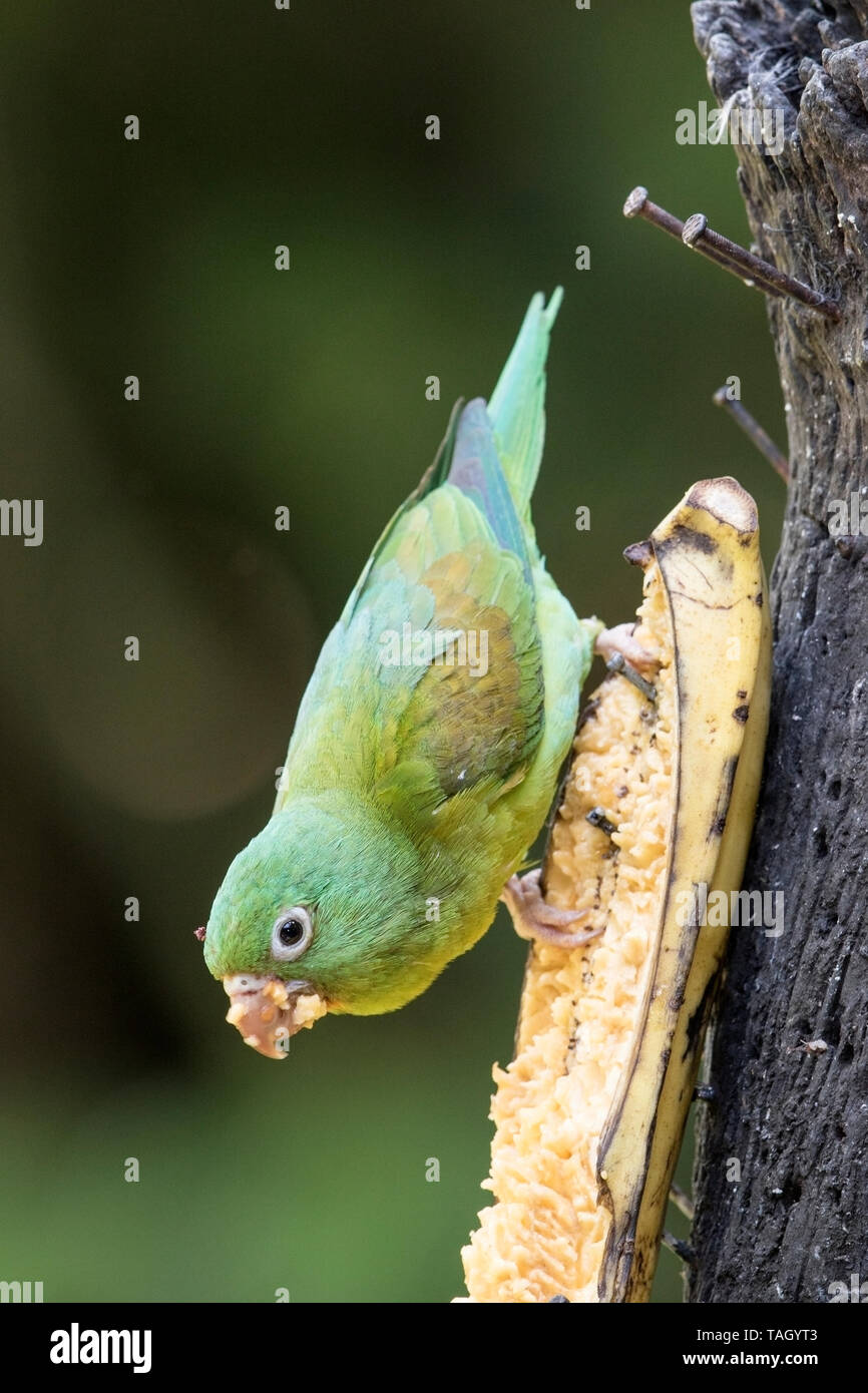 Orange-chinned Parakeet (Brotogeris jugularis) adult perched on branch of tree, Costa Rica 28 March 2019 Stock Photo