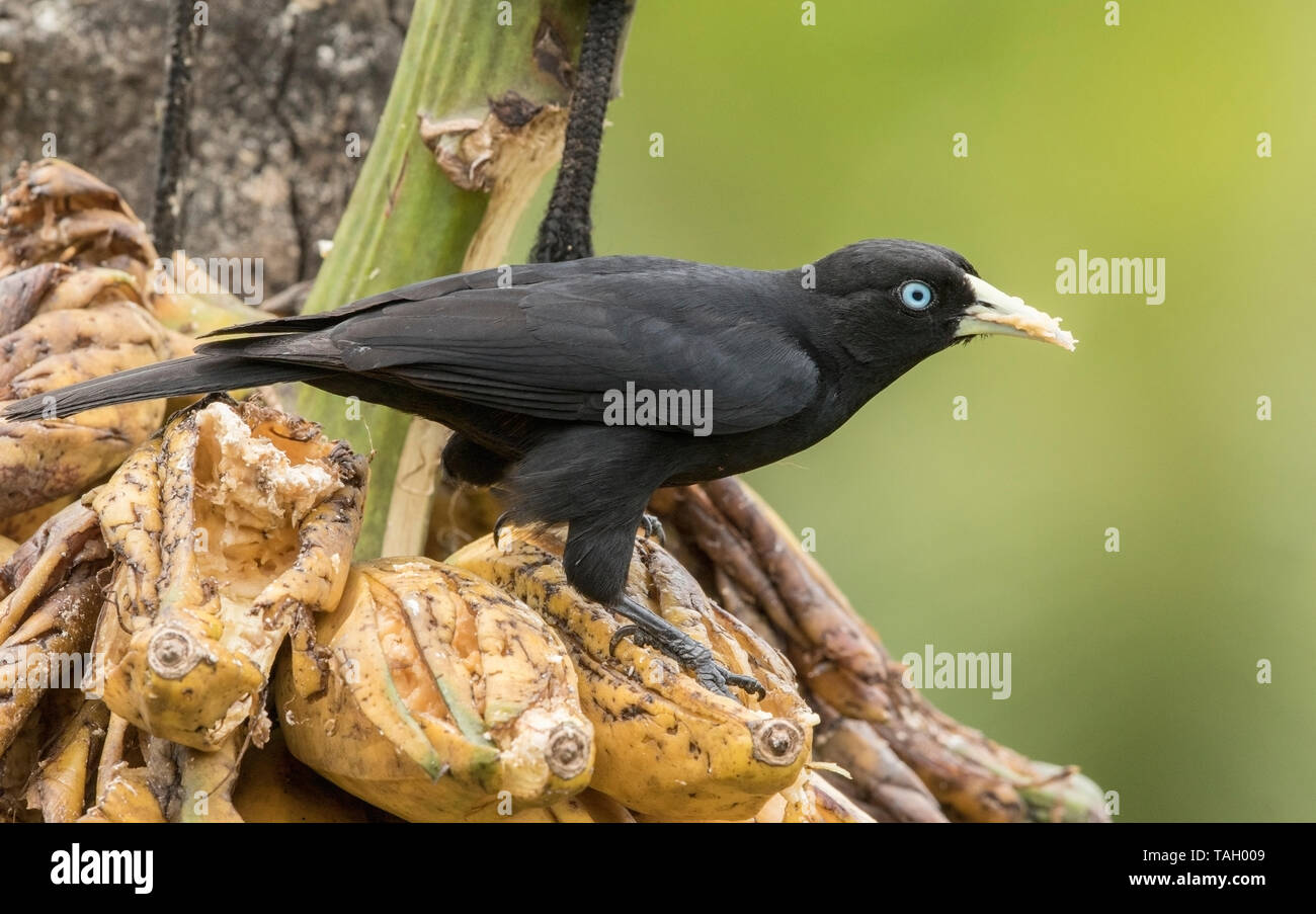 Scarlet rumped caciques hi-res stock photography and images - Alamy