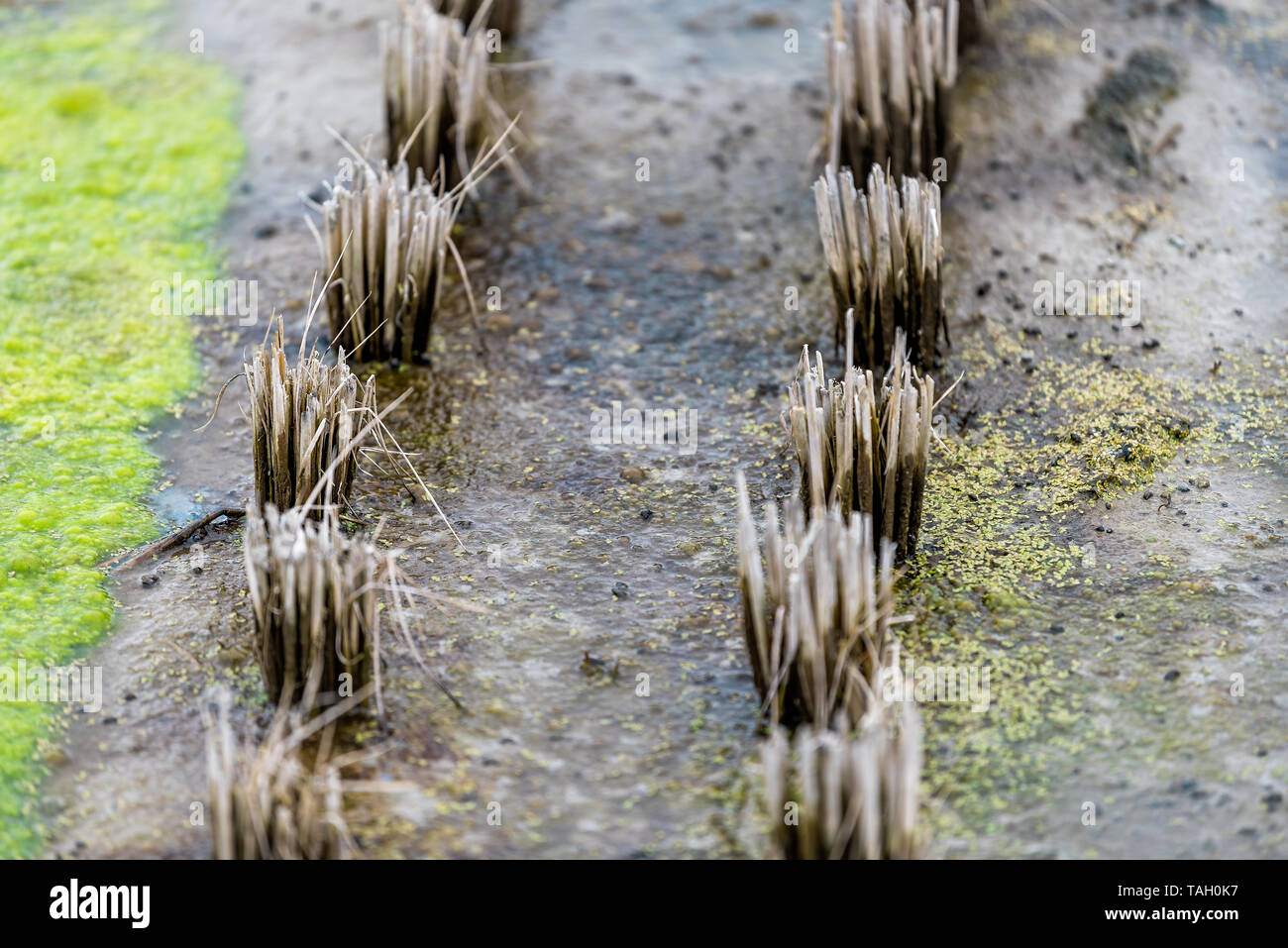Takayama, Japan countryside with closeup view of rice farmland in rural ...