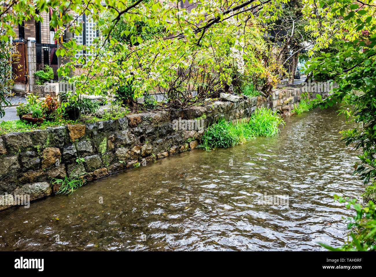 Takase River Canal In Kyoto Residential Neighborhood With Green Plants Along Water And Nobody In April During Rainy Weather Stock Photo Alamy Takase River Canal In Kyoto Residential Neighborhood With Green Plants Along Water And Nobody In April During Rainy Weather Stock Photo Alamy