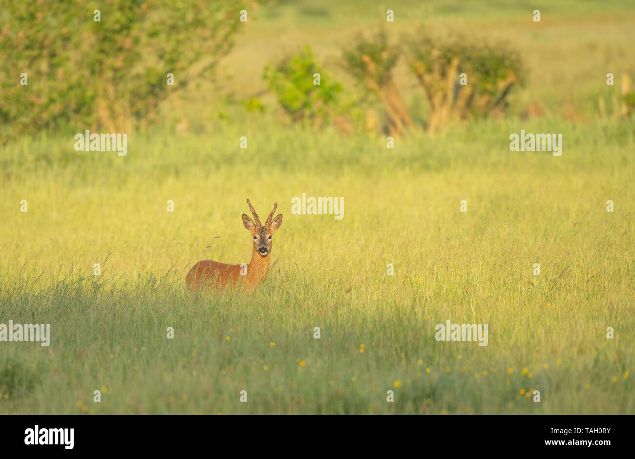 Roe deer antlers spring hi-res stock photography and images - Alamy