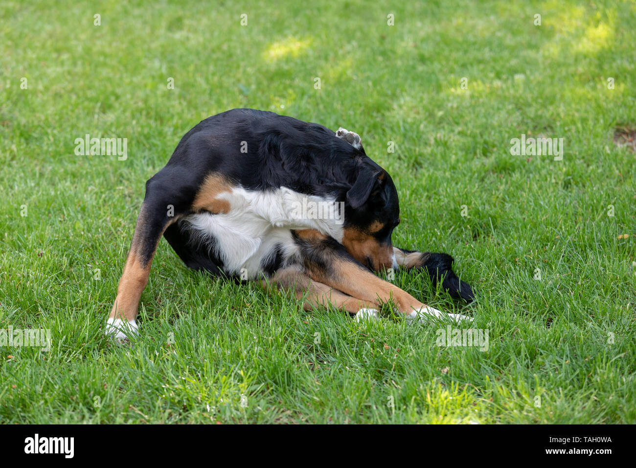 Dog is cleaning itself.Appenzeller Mountain Dog licking Stock Photo Alamy