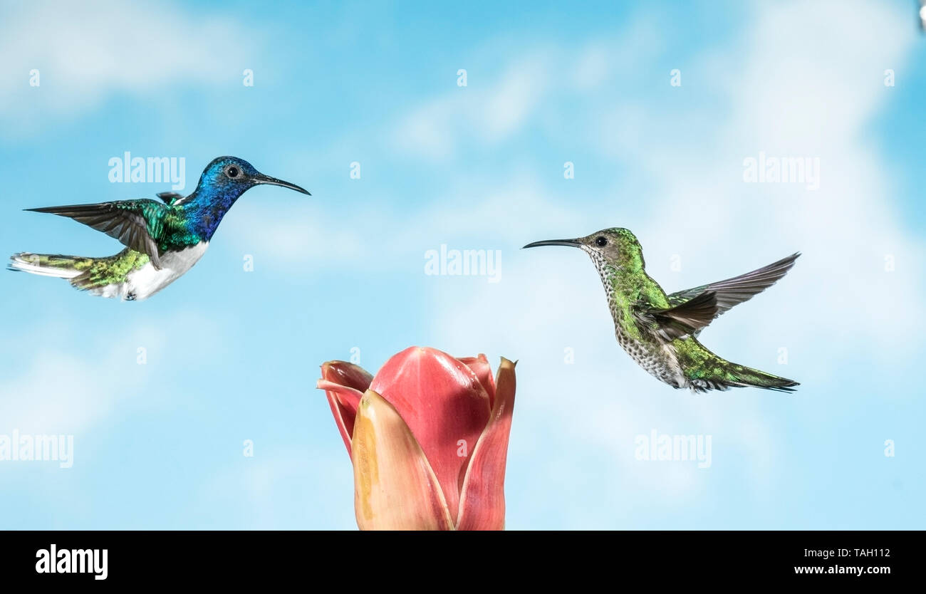 White necked jacobins hi-res stock photography and images - Alamy