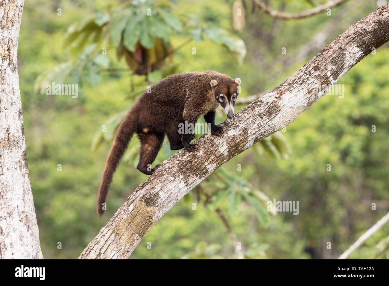 White-nosed Coati climbing a tree, Laguna de Lagarto, Costa Rica 30 March 2019 Stock Photo