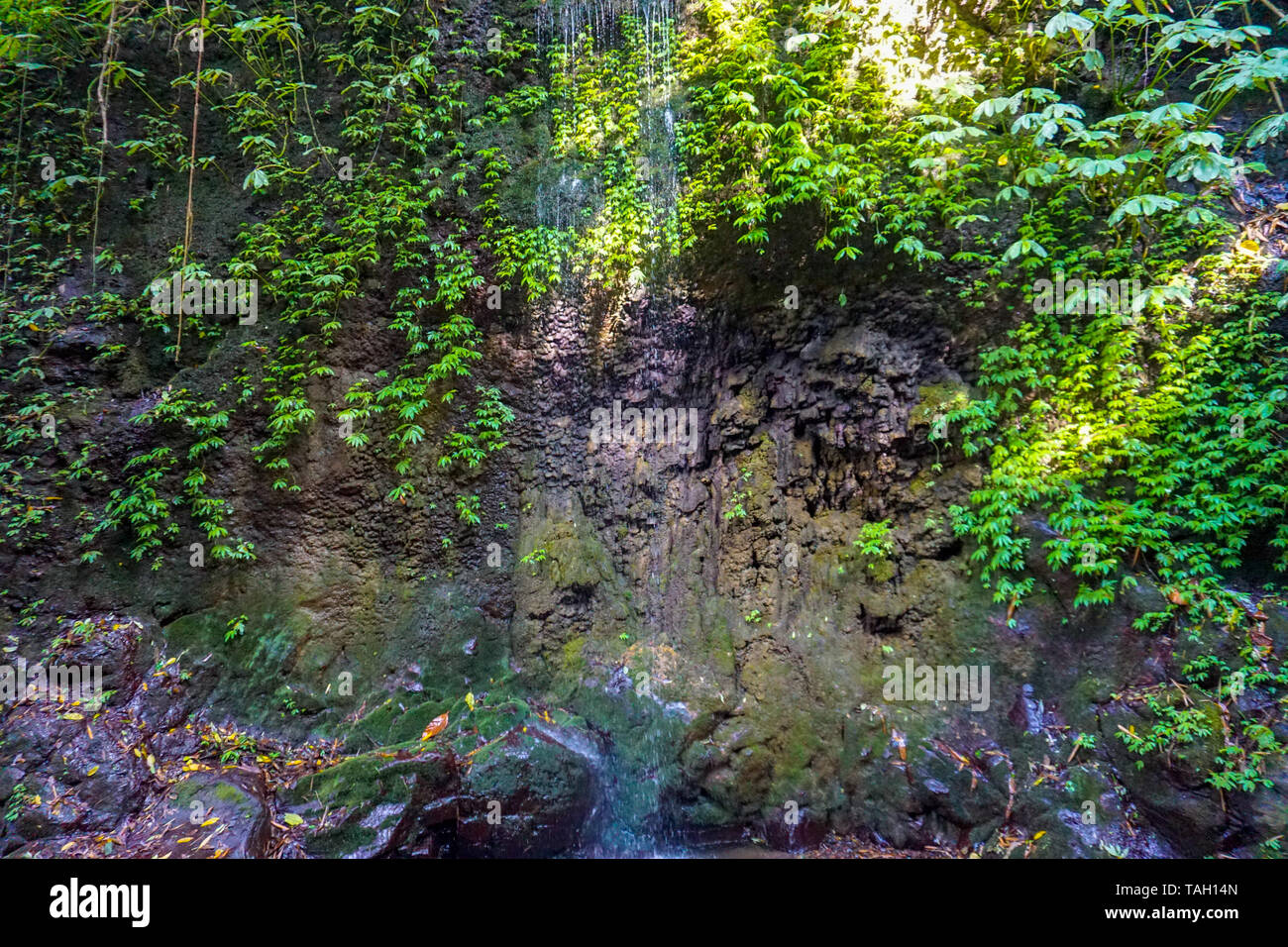 Wall fern gardening hi-res stock photography and images - Alamy