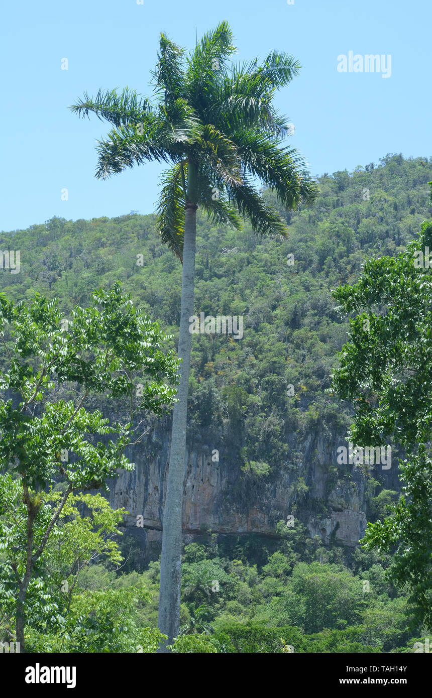 Fields and forested slopes in Guisa municipality (Granma province, Cuba), in the vicinity of Pico de la Bayamesa national park, southern Cuba Stock Photo