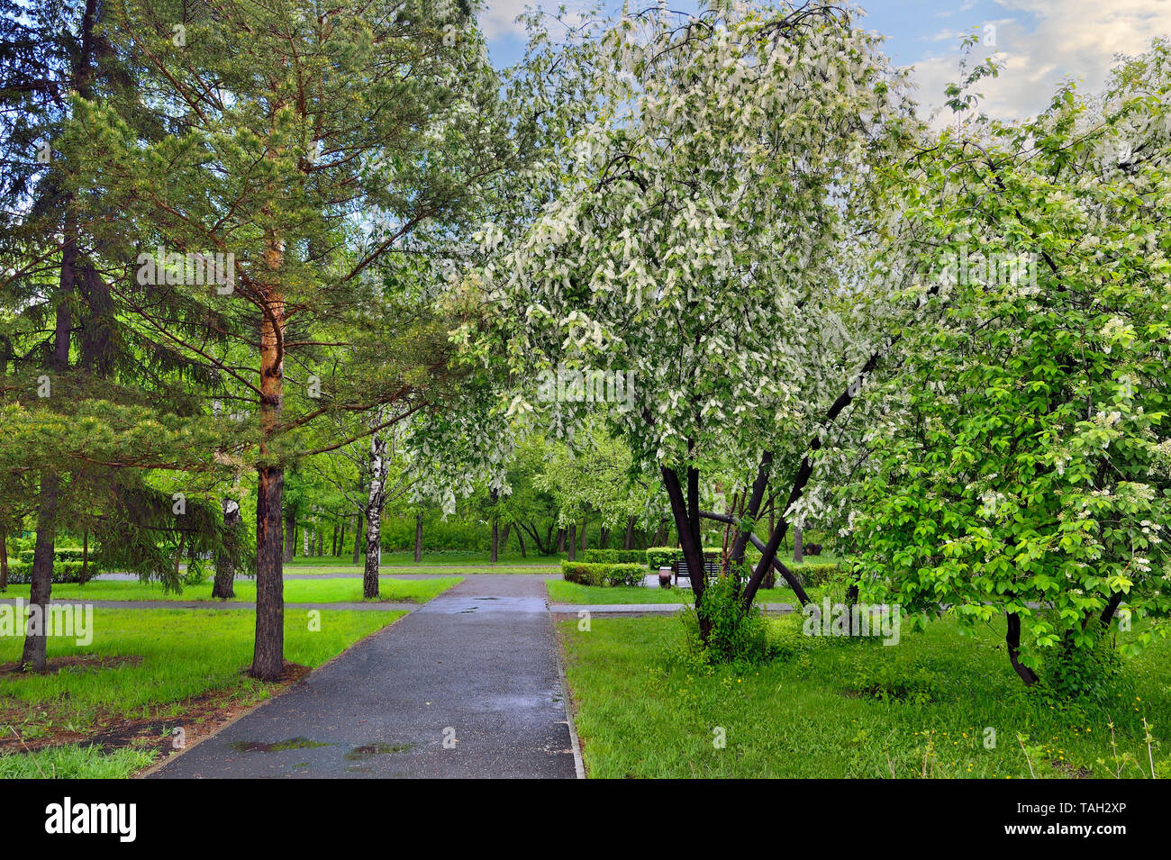 Beautiful romantic spring urban landscape in city park with blossoming bird cherry trees, bright spring greenery after rain. Freshness of air and gent Stock Photo