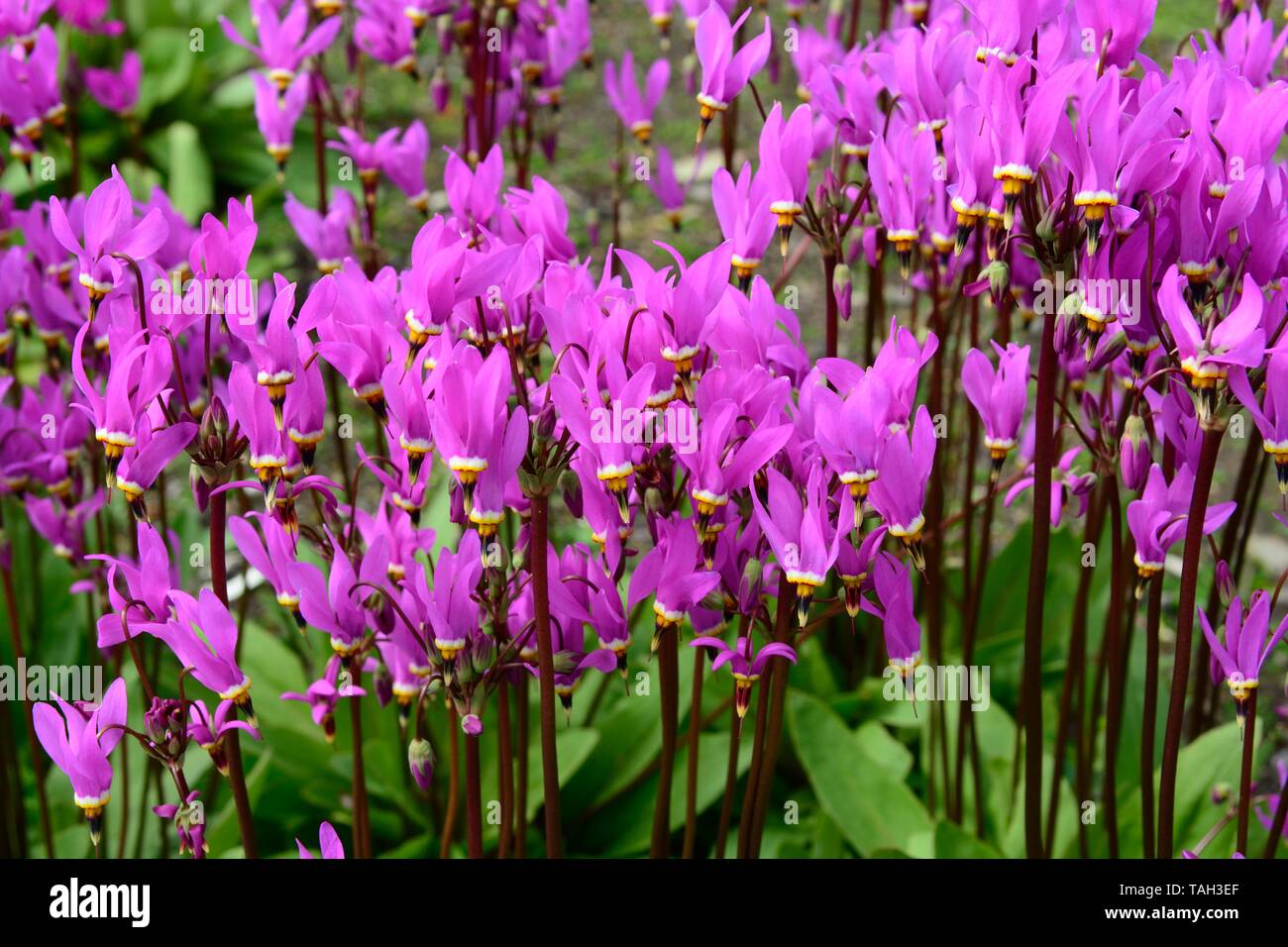 Shooting Star Flowers High Resolution Stock Photography And Images Alamy