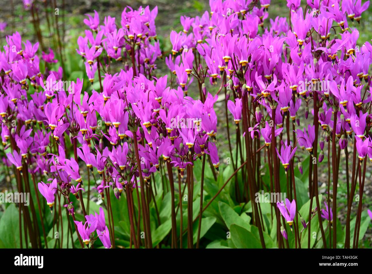 Dodecatheon media saline shooting star flowers  lilac flowers on tall stems Stock Photo