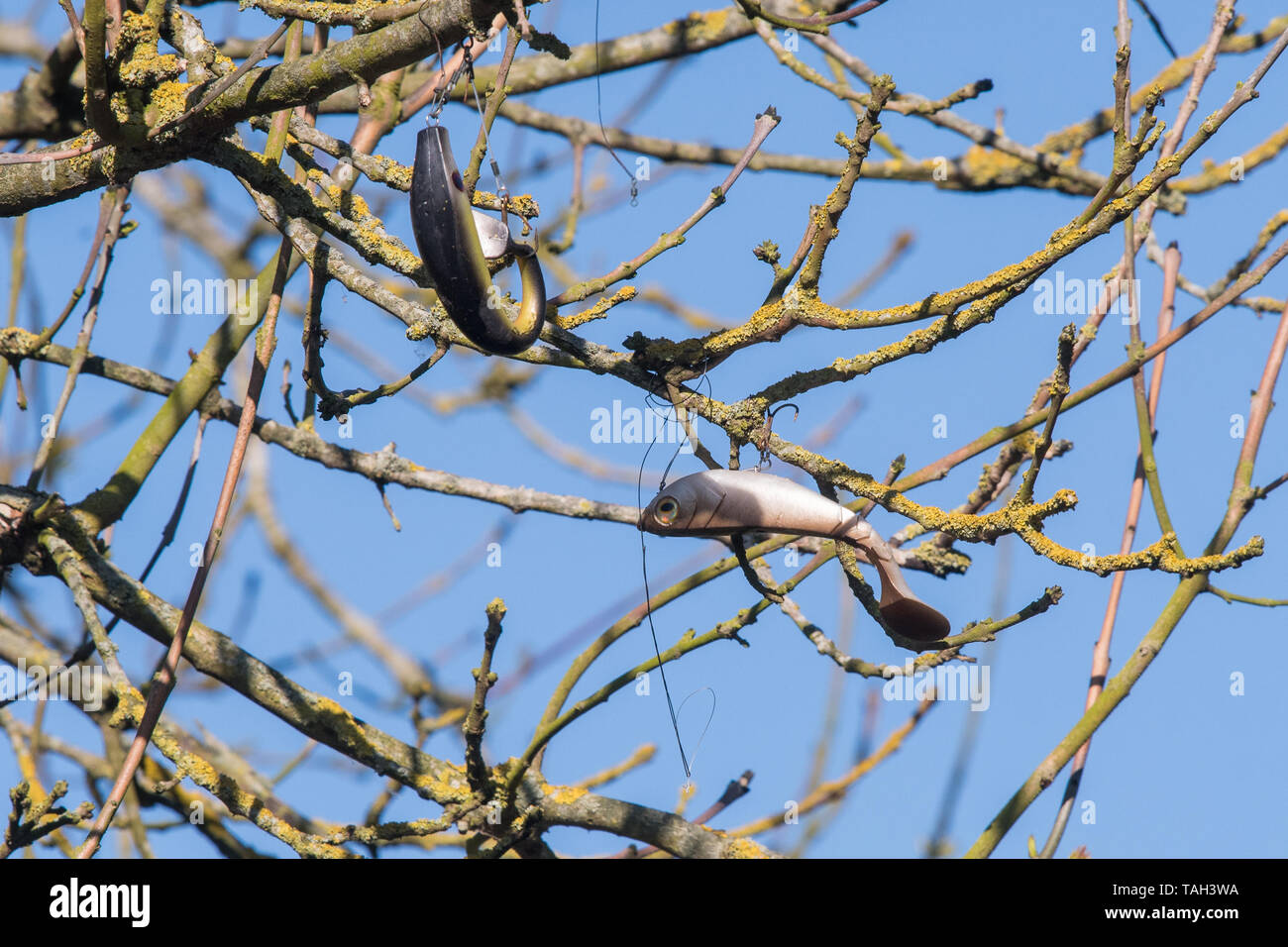 Fishing lures stuck in tree hires stock photography and images Alamy