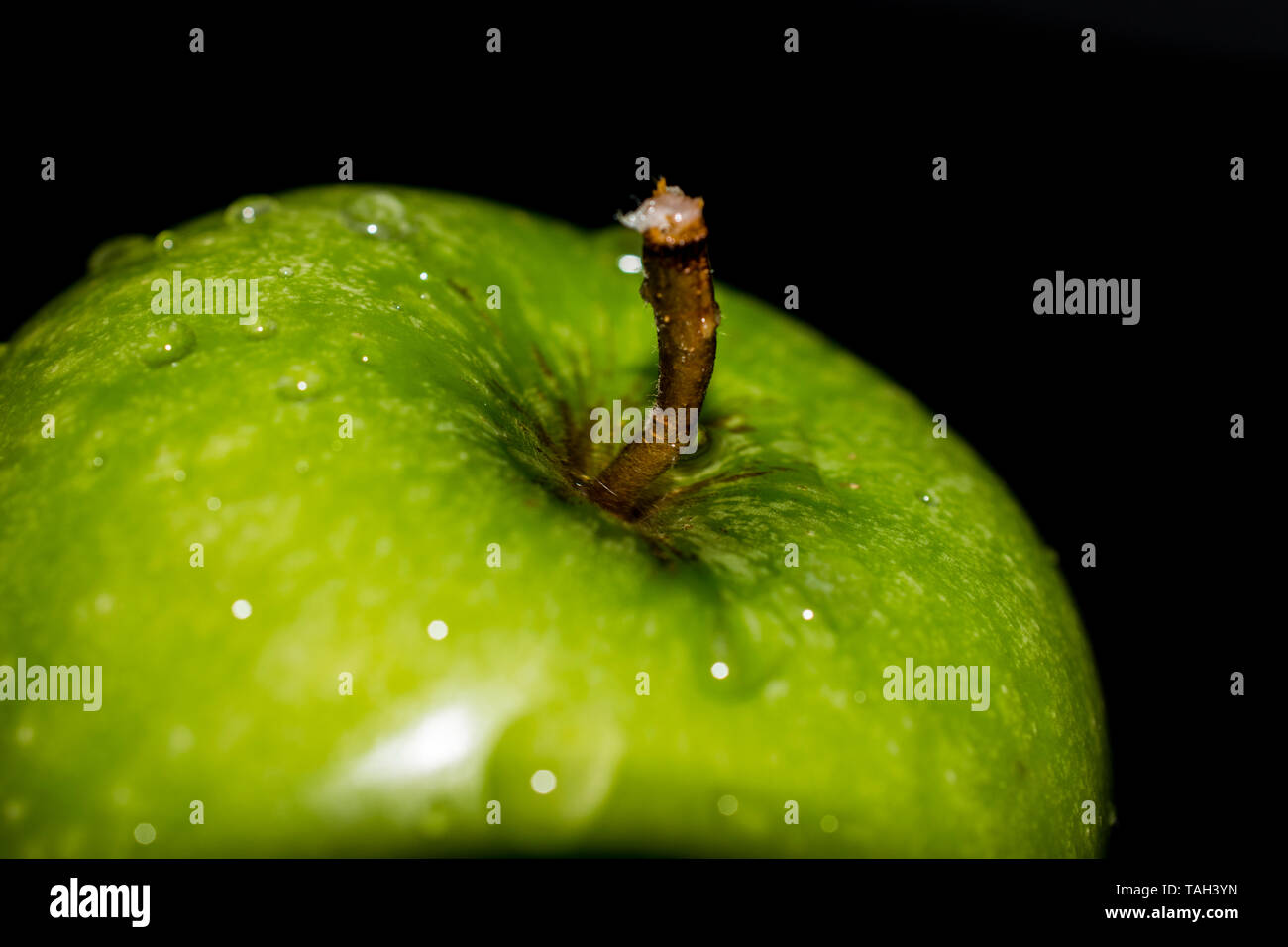 Green Granny Smith crispy fresh apple with dew drops of water glistening on the skin with a black background Stock Photo