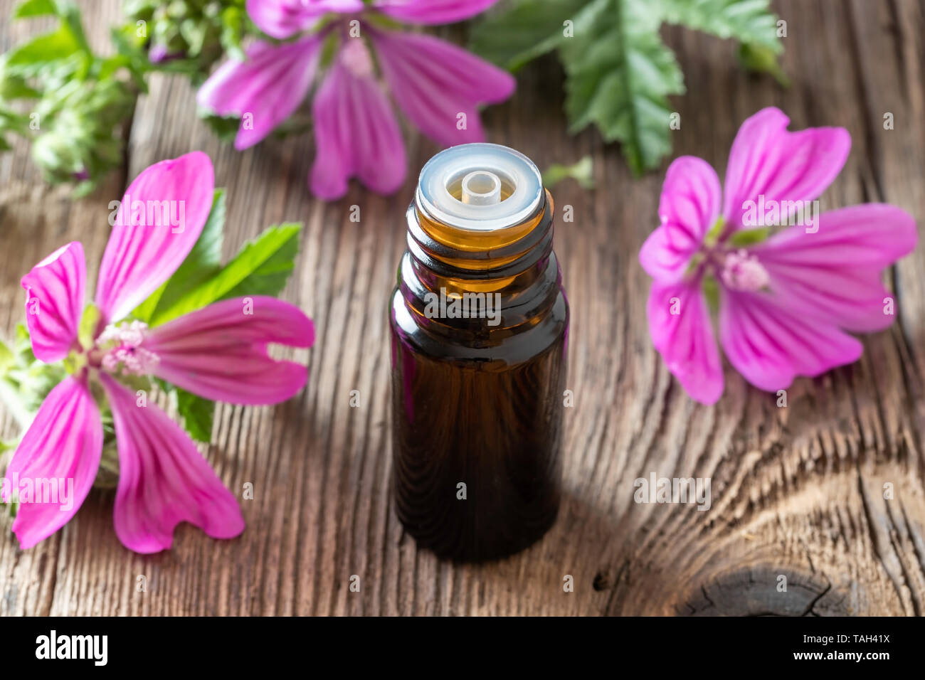 A bottle of common mallow essential oil with fresh blooming malva sylvestris plant Stock Photo