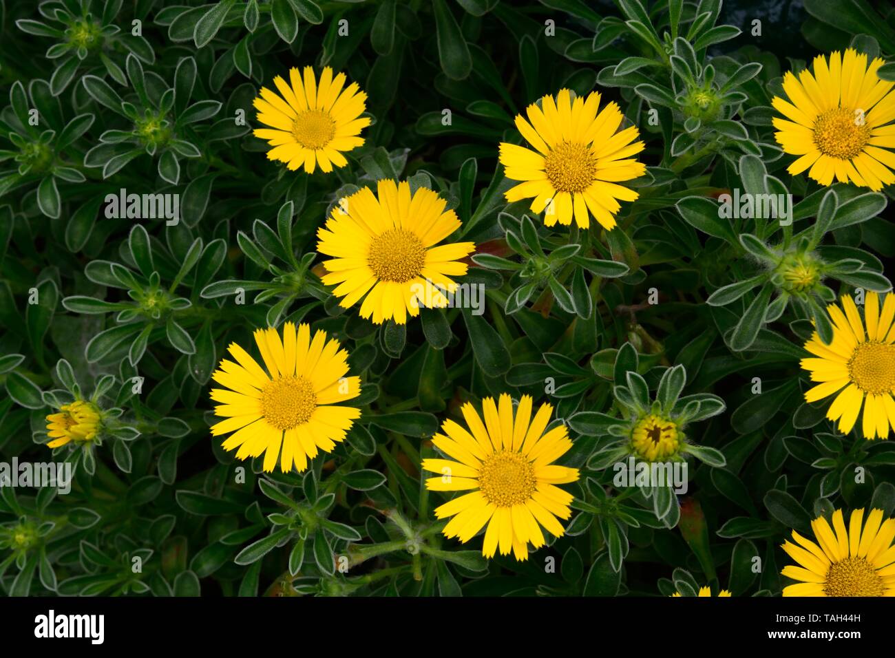 Pallenis maritima beach daisy sea aster gold coin daisy Asteriscus gold coin yellow daisy flowers Stock Photo