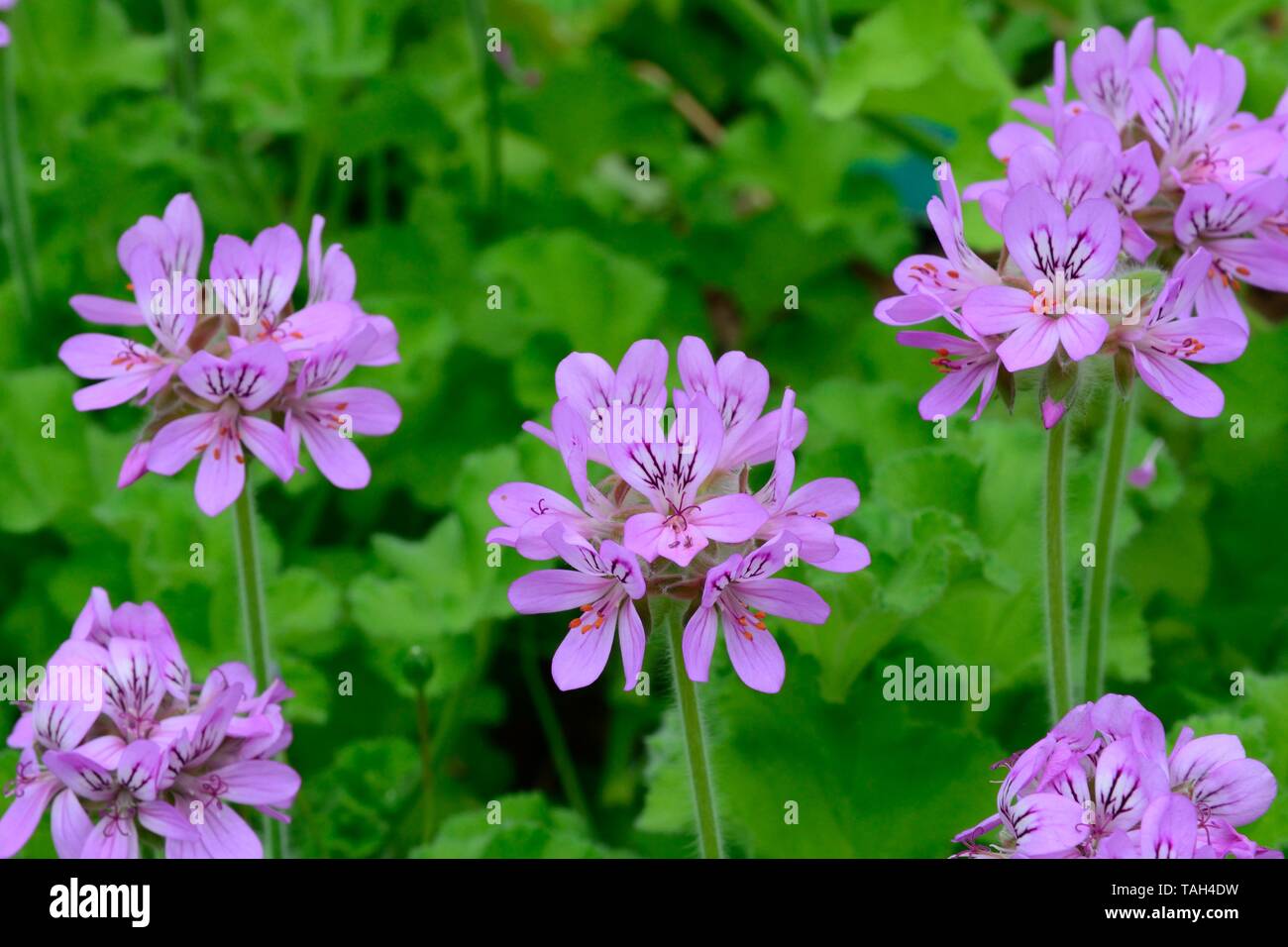 Pelargonium capitatum rose scented geranium flowers flower Stock Photo