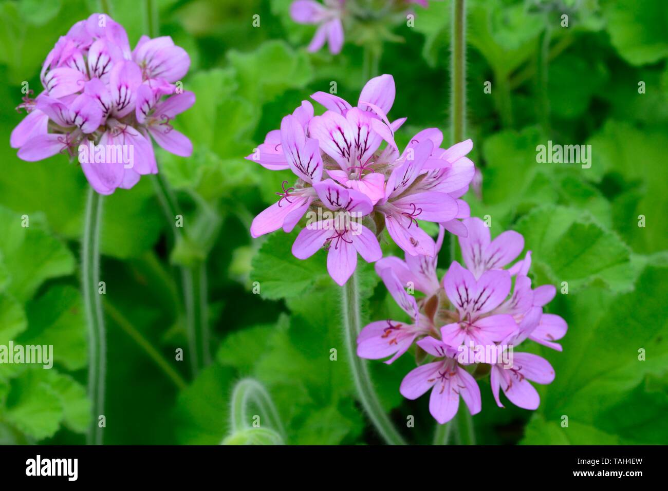 Pelargonium capitatum rose scented geranium flowers flower Stock Photo