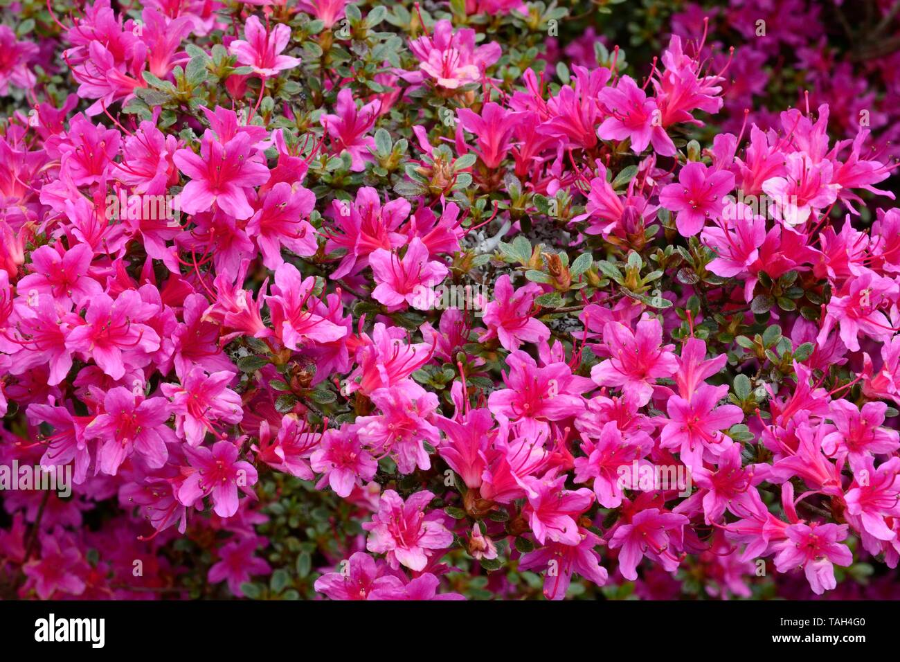 Rhododendron amoenum evergreen flowering azalia flowers Stock Photo