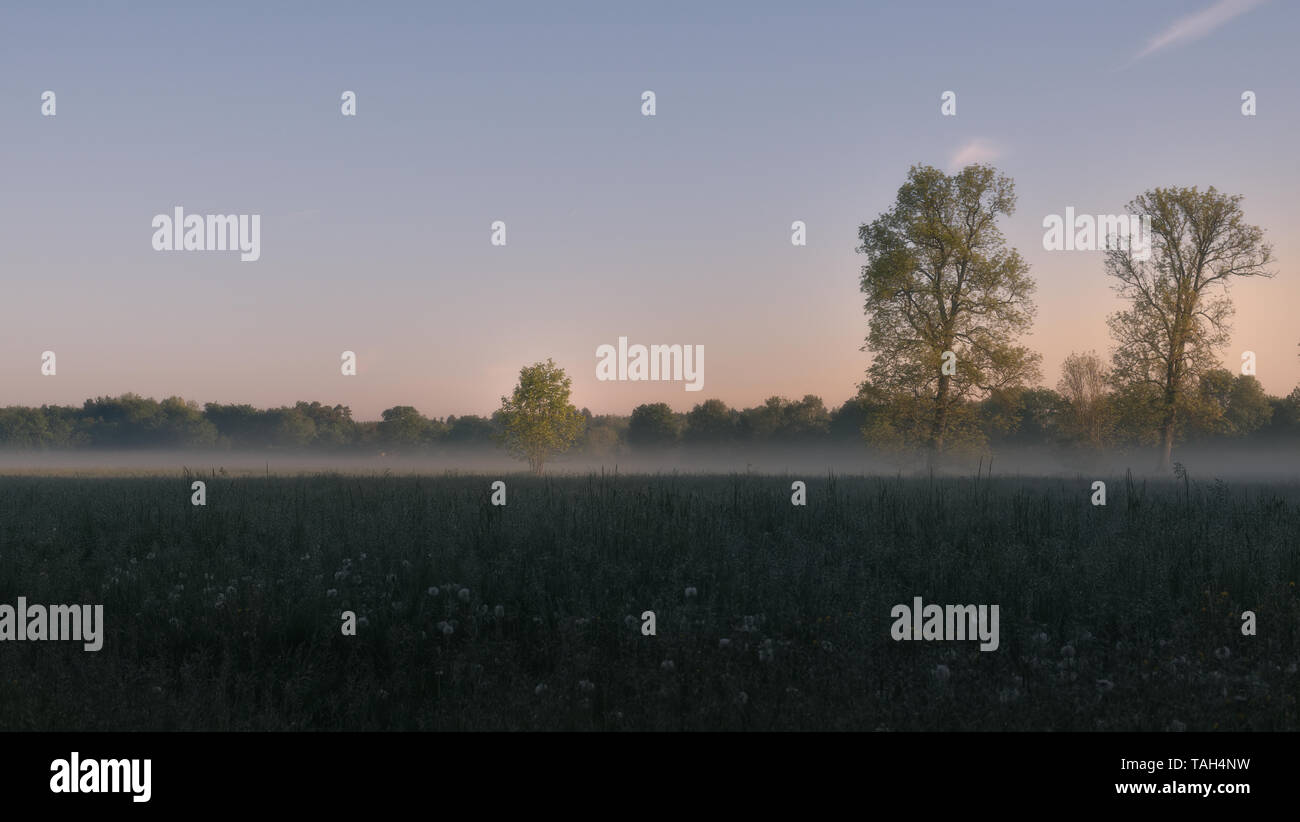 Foggy Morning on a field Stock Photo