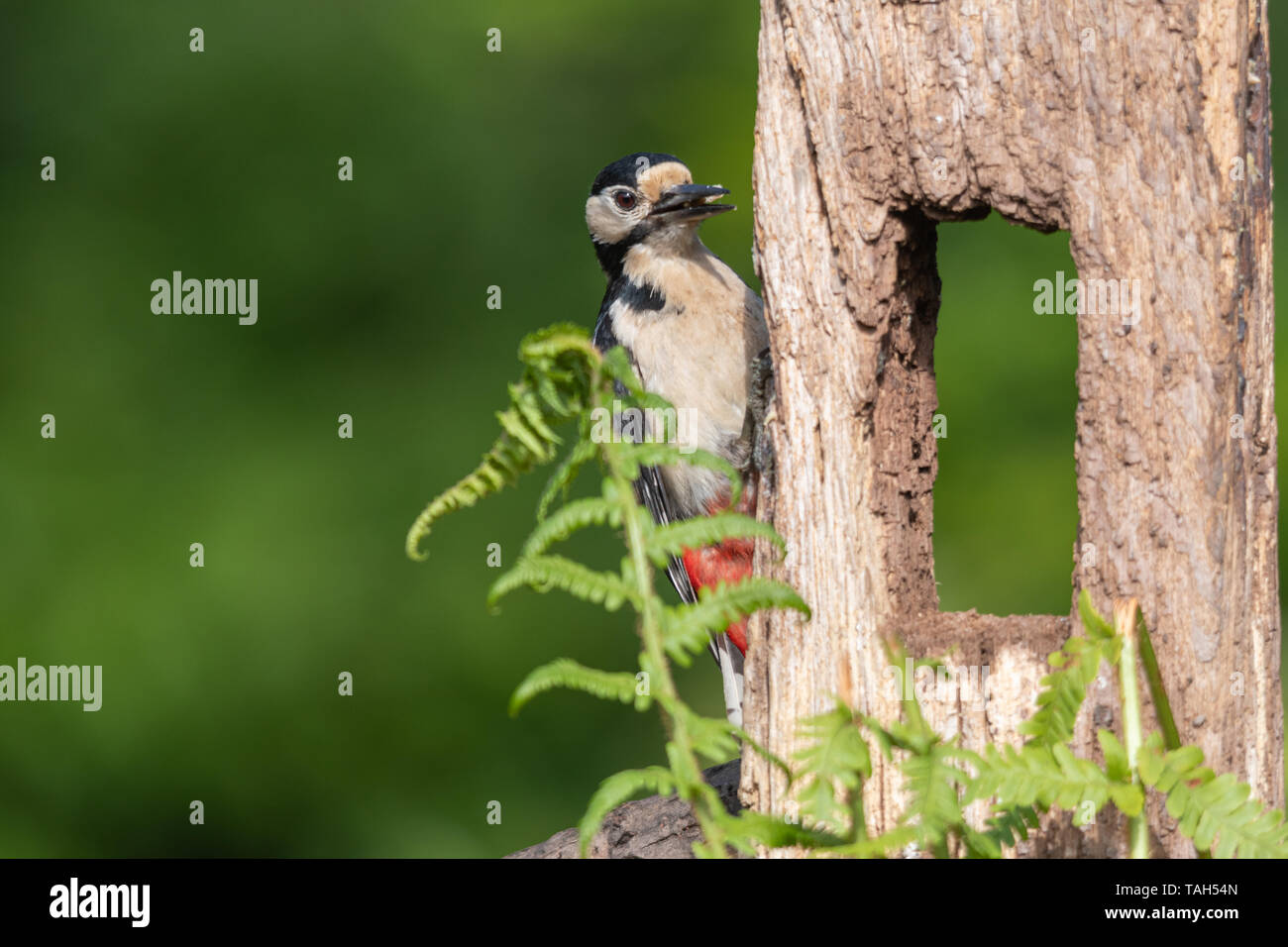 Great spotted woodpecker (Dendrocopos major), a woodland bird, during May, UK Stock Photo