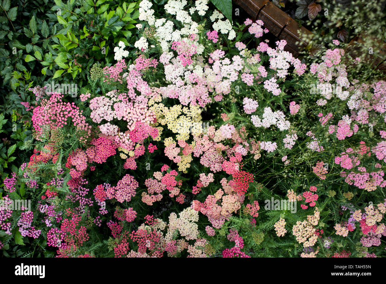 Multicolored sedum in a flowerbed as a decoration Stock Photo