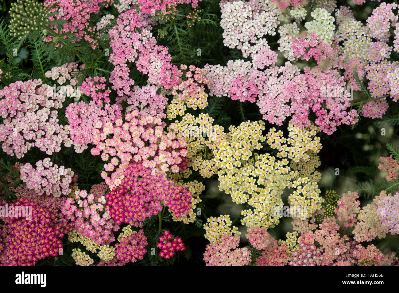 Multicolored sedum in a flowerbed as a decoration Stock Photo