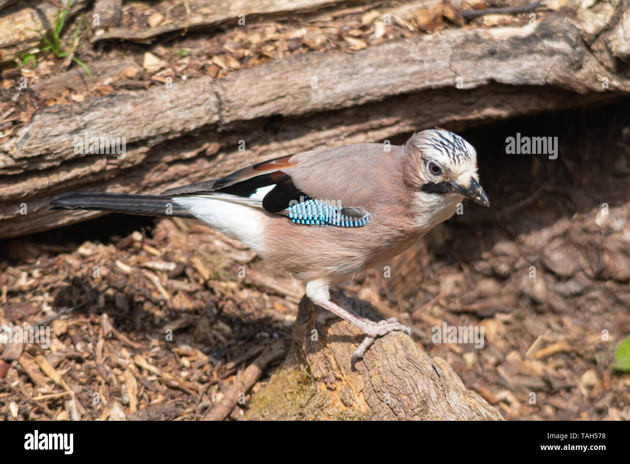 Jay (Garrulus glandarius), a large colourful bird of the crow or corvid family, UK Stock Photo