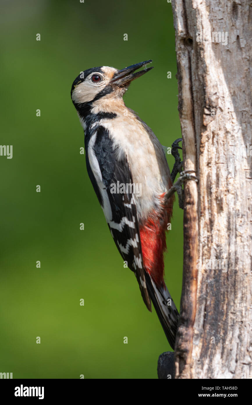 Great spotted woodpecker (Dendrocopos major), a woodland bird, during May, UK, on a dead tree trunk feeding Stock Photo