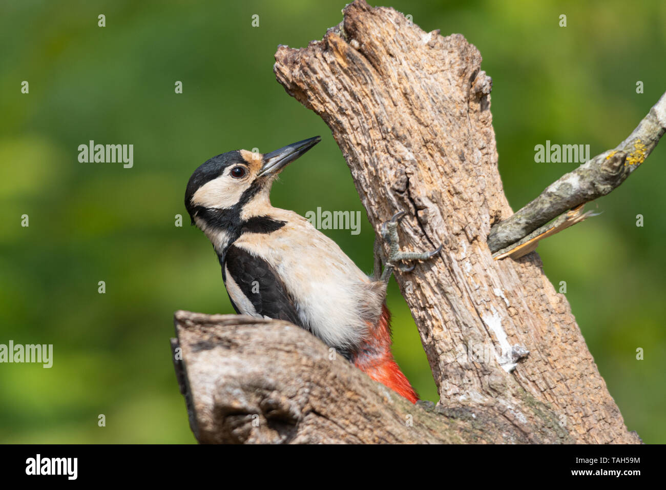 Great spotted woodpecker (Dendrocopos major), a woodland bird, during May, UK, on a dead tree trunk feeding Stock Photo