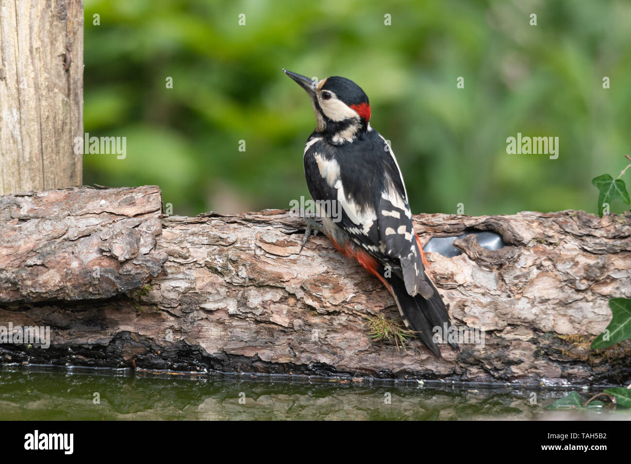 Great spotted woodpecker (Dendrocopos major), a woodland bird, during May, UK Stock Photo