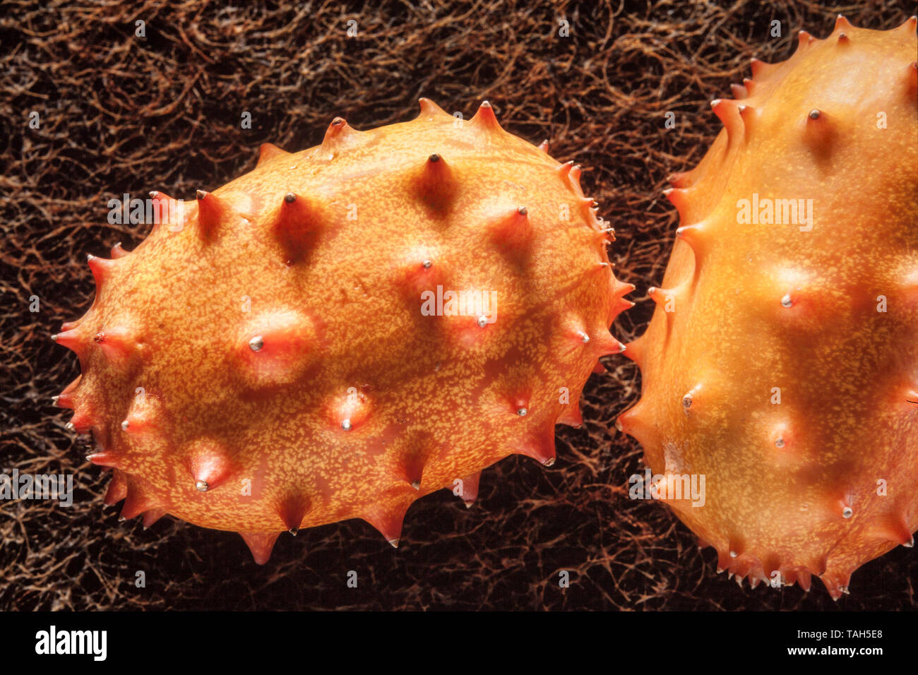 African Horned melon, 'Kiwano' Cucumis melo, outer skin and interior greenish flash. Stock Photo
