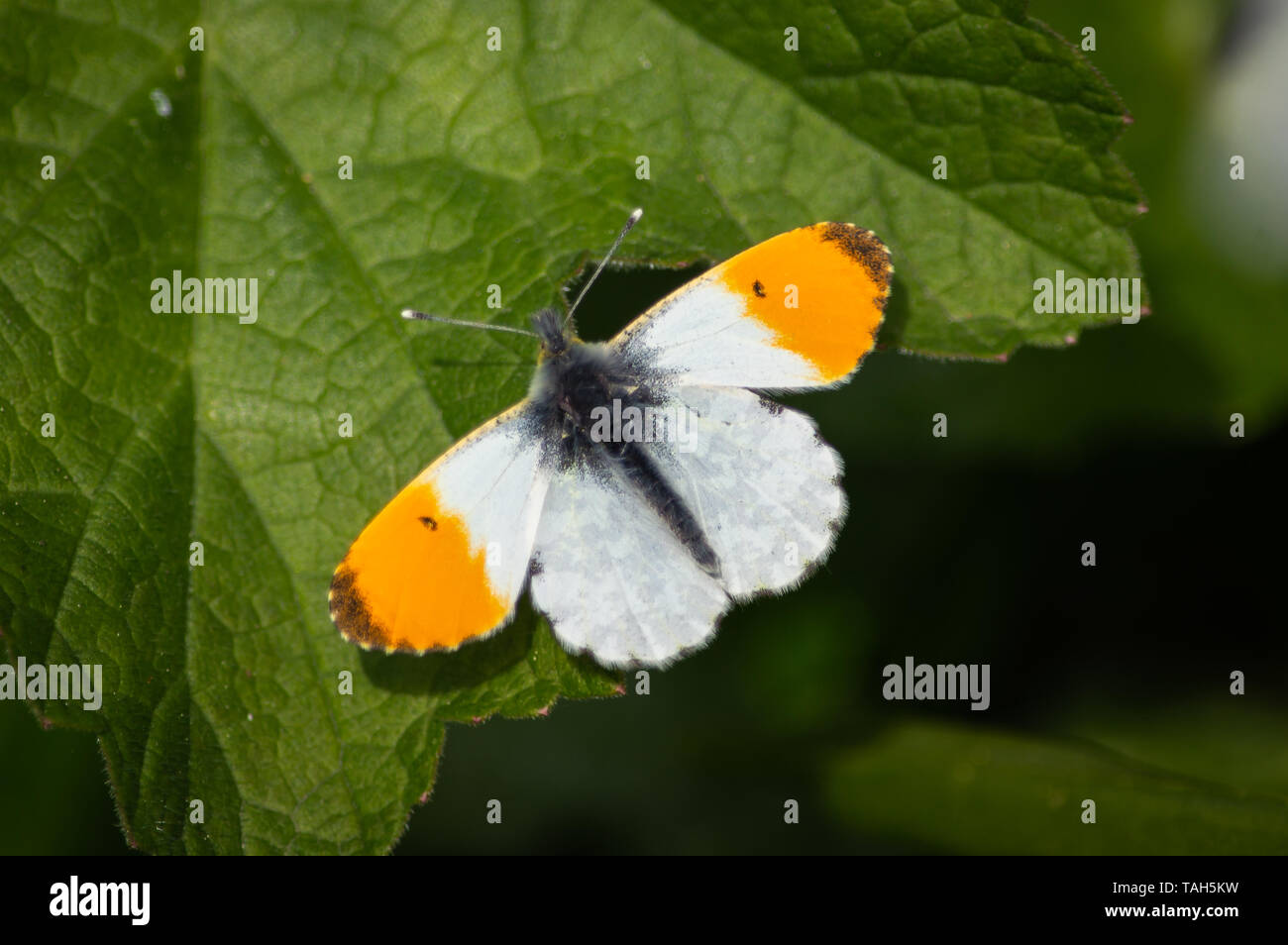 Orange-tip butterfly on a green leaf Stock Photo