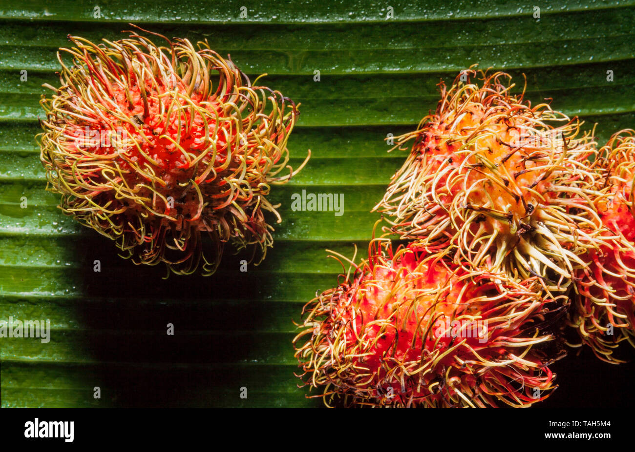 Rambutan fruit, Nephelium lappaceum Stock Photo
