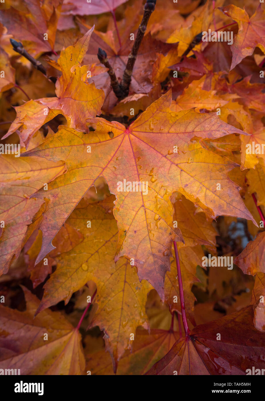 Maple leaves with autumn season red, orange and yellow colors background with copy space. Stock Photo