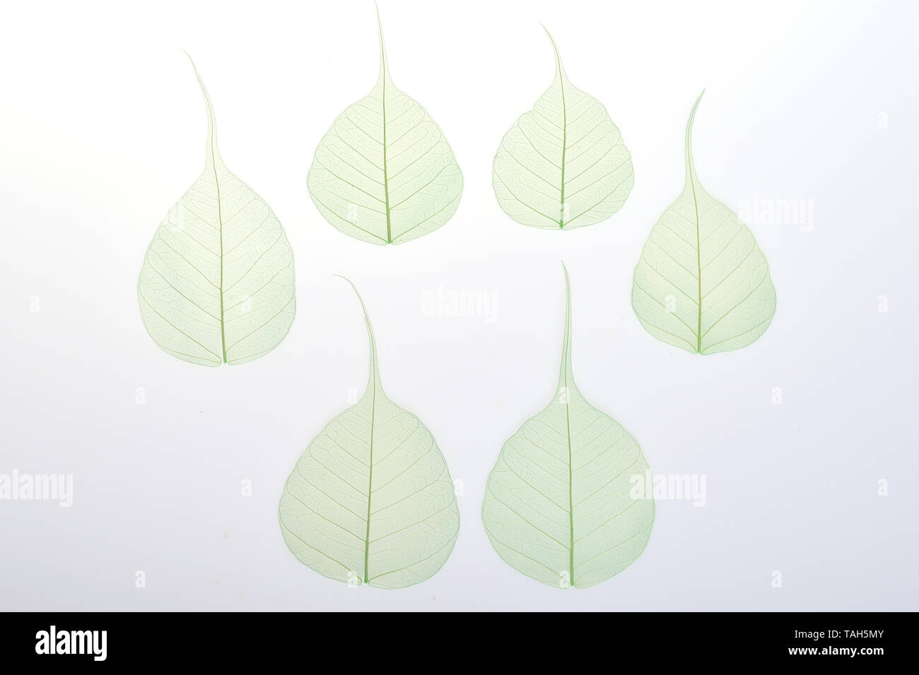 Green Skeleton leaf dry leaf isolated on white background Stock Photo