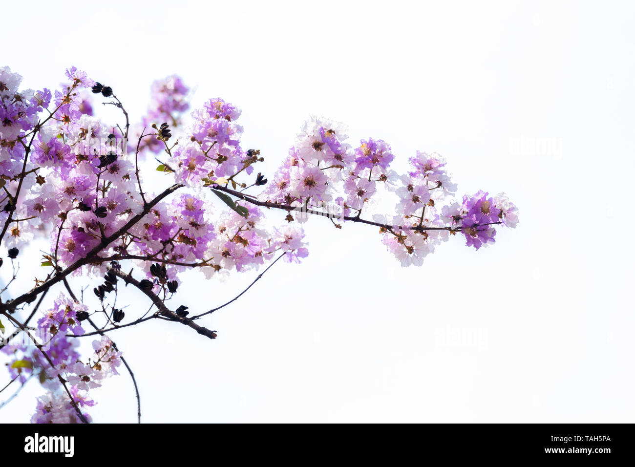 Violet flower from Lagerstroemia floribunda flowers in summer time on white background Stock Photo