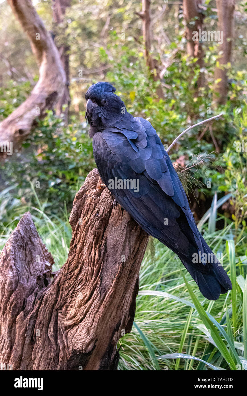 Magnificent Red tailed black Cockatoo. Australian native bird Stock