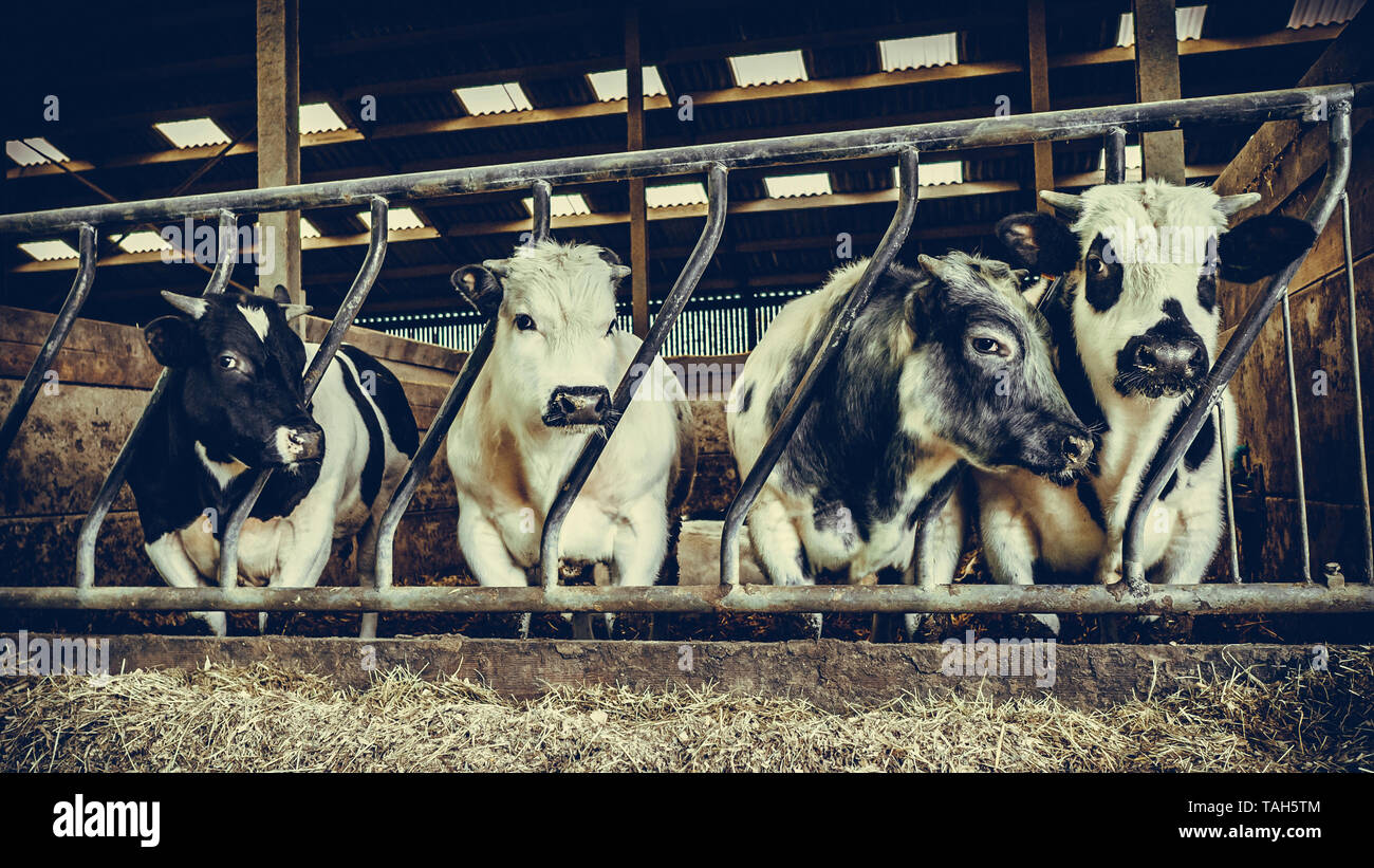 Line of cows hires stock photography and images Alamy