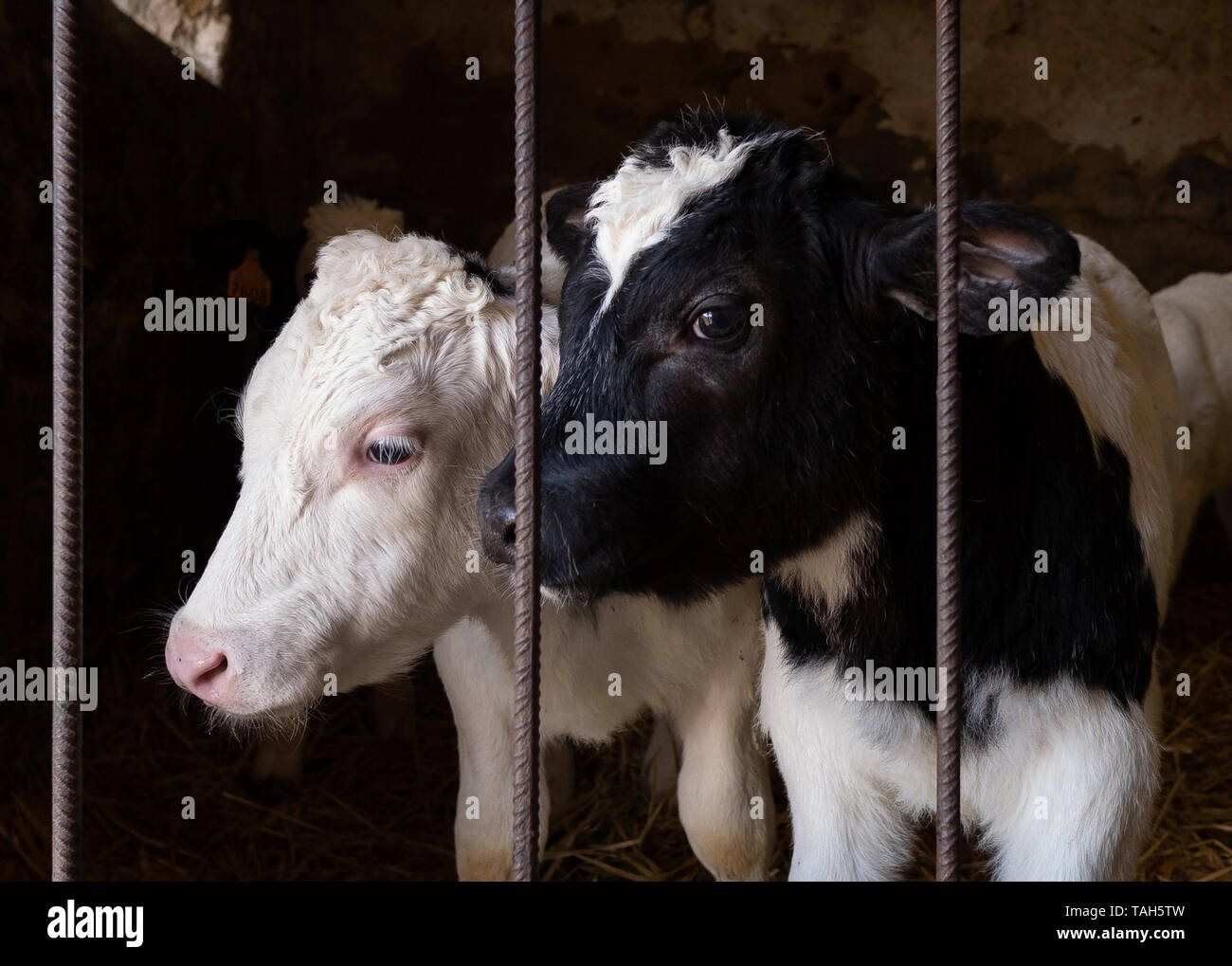 And then there were two Stock Photo Alamy