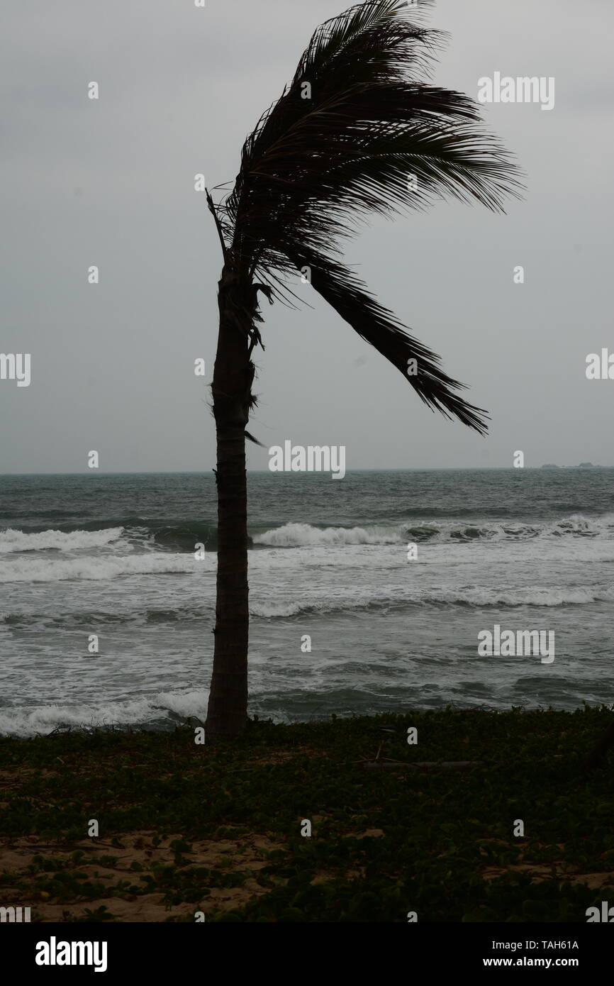 Palm Tree on the Beach at Haitang Bay - stormy weather is the prediction Stock Photo